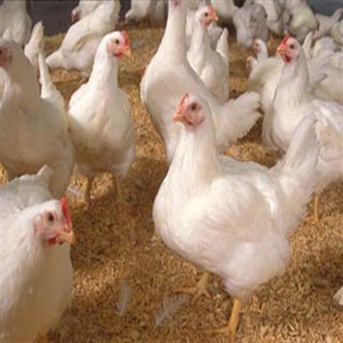 صنایع دام و طیور