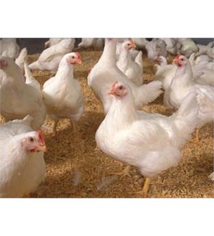 صنایع دام و طیور